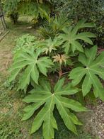 Rijstpapier plant, Tuin en Terras, Planten | Tuinplanten, Ophalen