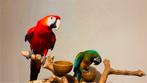 Koppel Ara’s, Meerdere dieren, Papegaai, Pratend