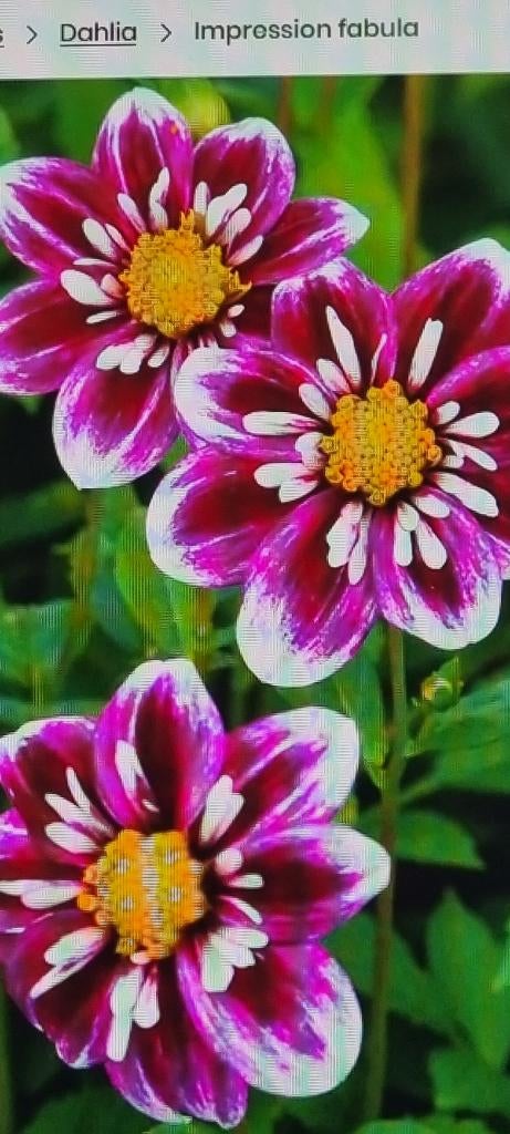 Dahlia, Ophalen of Verzenden, Voorjaar, Volle zon, Knol