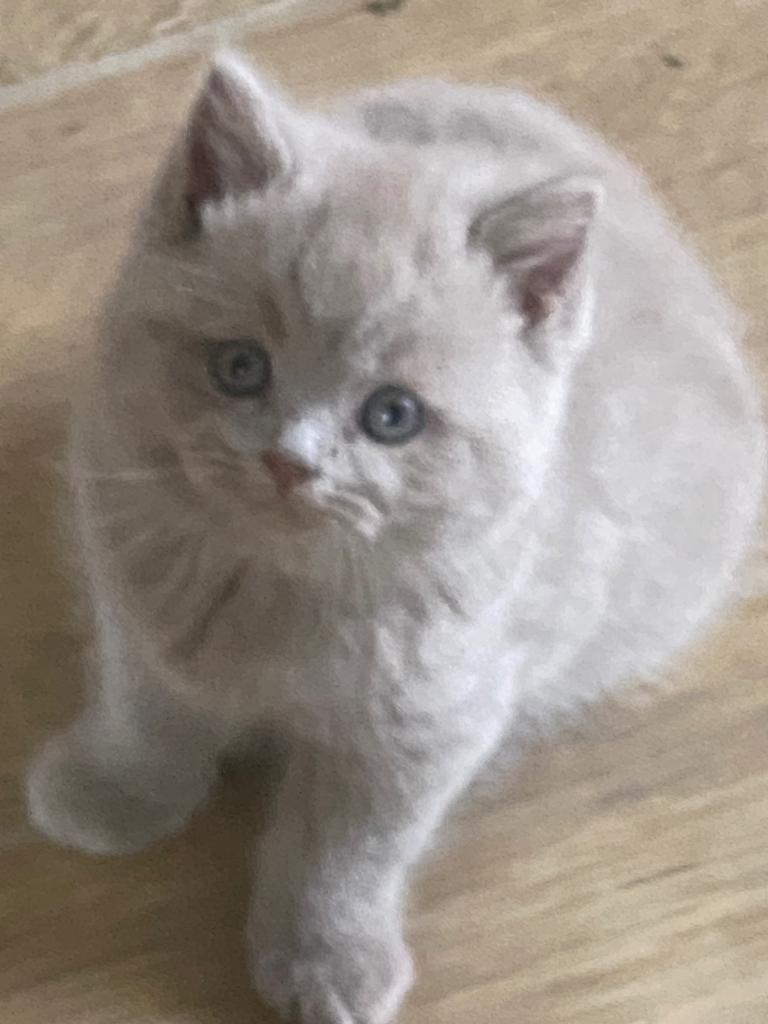 Britse korthaar, Kater, Gechipt, 0 tot 2 jaar