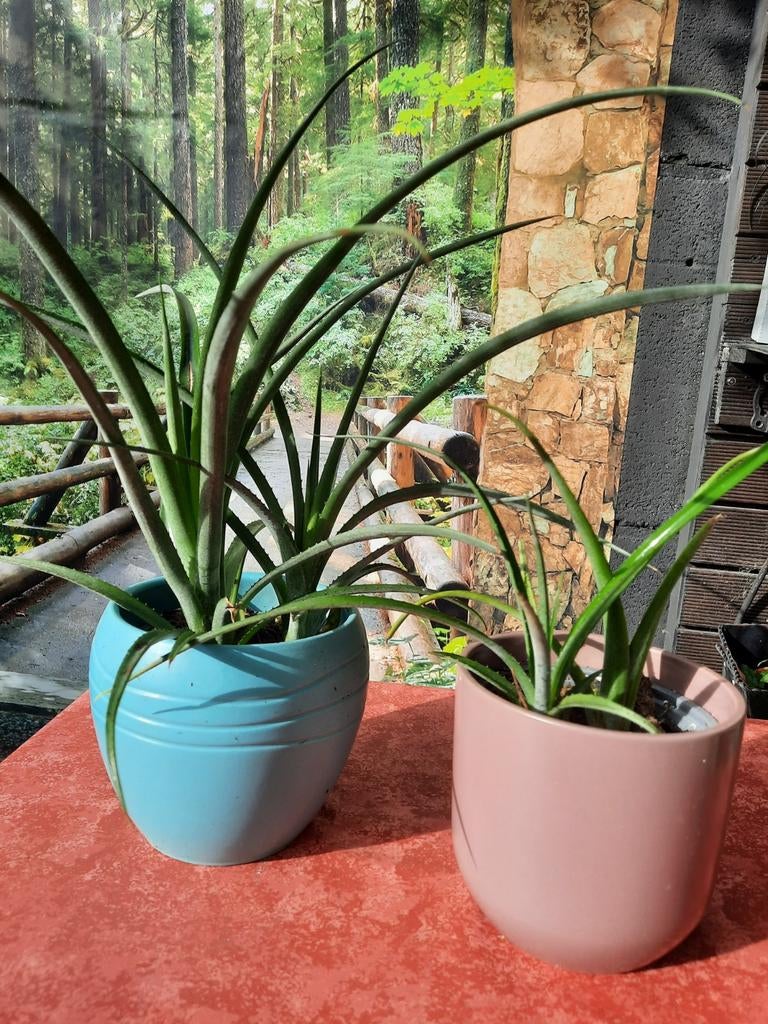 2 cactus met pot, Ophalen, Cactus