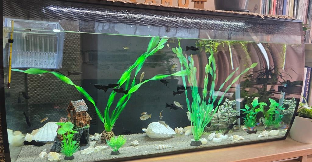 Poissons et aquarium, Animaux & Accessoires, Enlèvement, Comme neuf