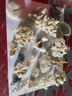 Schelpen, Ophalen of Verzenden, Schelp(en)