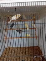 Mooien groote gezonde vogels topkwalitijd, Dieren en Toebehoren, Vogels | Kanaries