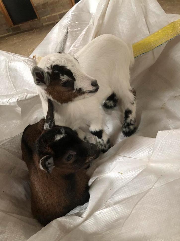 2 dwerggeiten lammetjes., Dieren en Toebehoren, Schapen, Geiten en Varkens