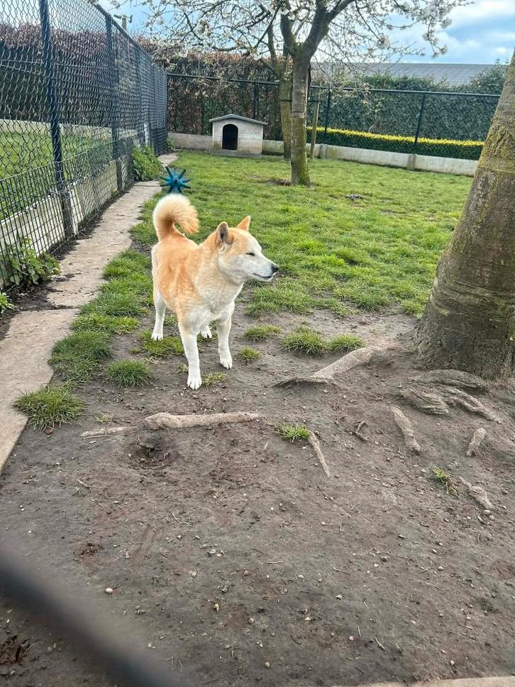Shiba inu herplaatser, Dieren en Toebehoren, Honden | Poolhonden, Keeshonden en Oertypen, Teef, Overige rassen, Fokker | Professioneel