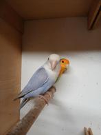 Dwergpapgaai  koppel, Dieren en Toebehoren, Vogels | Parkieten en Papegaaien