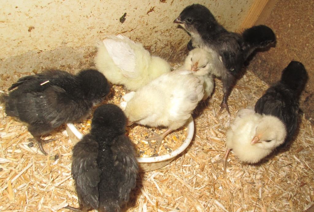 kuikentjes van Antwerpse baardkriel, Sexe inconnu, Poule ou poulet