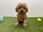 Nestje Cavapoo pups (F2), Parvo, België, 8 tot 15 weken, Meerdere