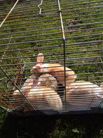 Raszuivere Vlaamse Reuzen, Dieren en Toebehoren, Konijnen, Mannelijk, Groot, 0 tot 2 jaar