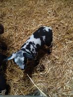 Baggerbonte ooilammeren, Dieren en Toebehoren