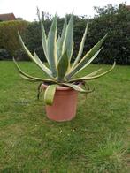 agave, Ophalen, Bloeit niet, Vaste plant, Volle zon