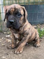 Cane corso pup, Parvo, België, Fokker | Hobbymatig, 8 tot 15 weken