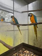 Ararauna, Animaux & Accessoires, Plusieurs animaux, Perroquet, Bagué