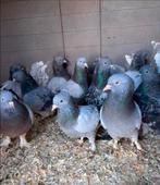 Pigeons Takla à vendre