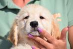 Golden retriever pups, Golden retriever, België, 15 weken tot 1 jaar, Parvo