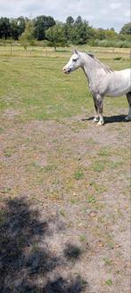 Men pony 1.25. ruin, Dieren en Toebehoren