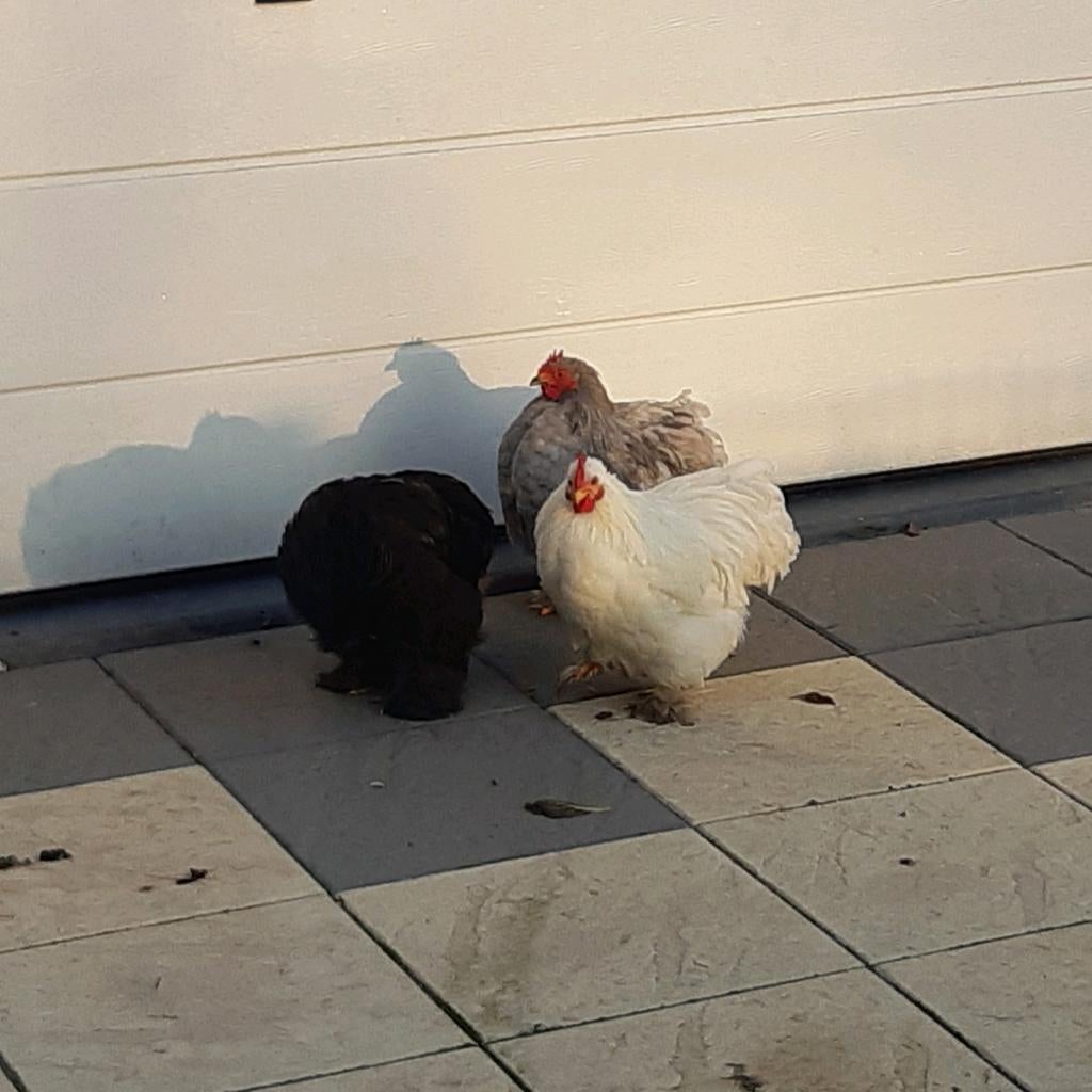 Jonge haantjes/kuikens: cochin - wyandotte -  legbar - chabo, Dieren en Toebehoren, Pluimvee