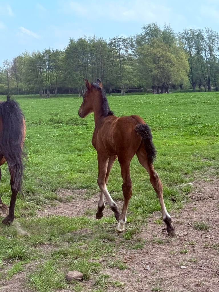 Merrie met hengsten veulen, Jument
