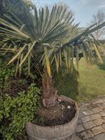 Palmboom, Tuin en Terras, Ophalen, Palmboom