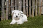 Chiots West Highland White Terrier (Westie), avec pedigree, Animaux & Accessoires, Autres races, Plusieurs, Hépatite contagieuse (maladie de Rubarth)