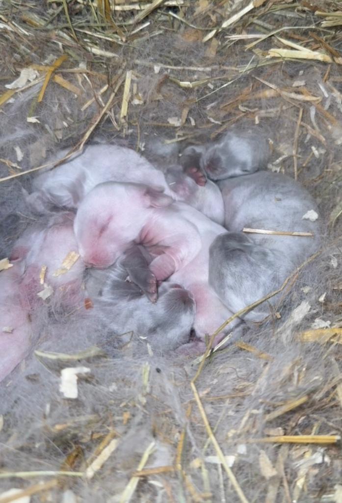 Raszuivere Duitse reuzen met eigen ID boekjes, Plusieurs animaux, Grand, 0 à 2 ans