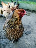 4 Brahma kippen, Dieren en Toebehoren, Pluimvee, Meerdere dieren, Kip