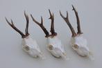 3 x mooi gebleekte REE SCHEDEL - ref. U, Ophalen of Verzenden, Zo goed als nieuw, Hert, Schedel
