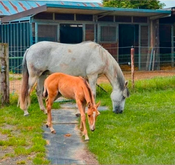 Buitenstal met geïsoleerd dak, zijwand en achterwand, Dieren en Toebehoren, Stalling en Weidegang