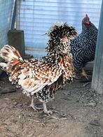 Padua prachtig koppel, Dieren en Toebehoren, Meerdere dieren, Kip