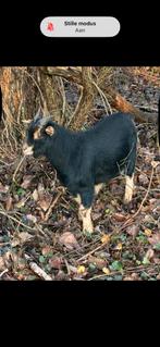 Geitenbukje, Mannelijk, Geit, 0 tot 2 jaar