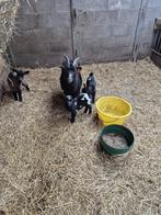 Dwerg geit met lammetjes, Dieren en Toebehoren, Meerdere dieren, Geit