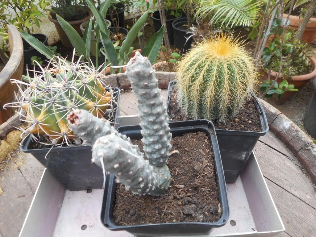 plantes, Jardin & Terrasse, Plein soleil, Été, Plante fixe, Enlèvement ou Envoi