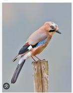 Vlaamse gaai gezocht