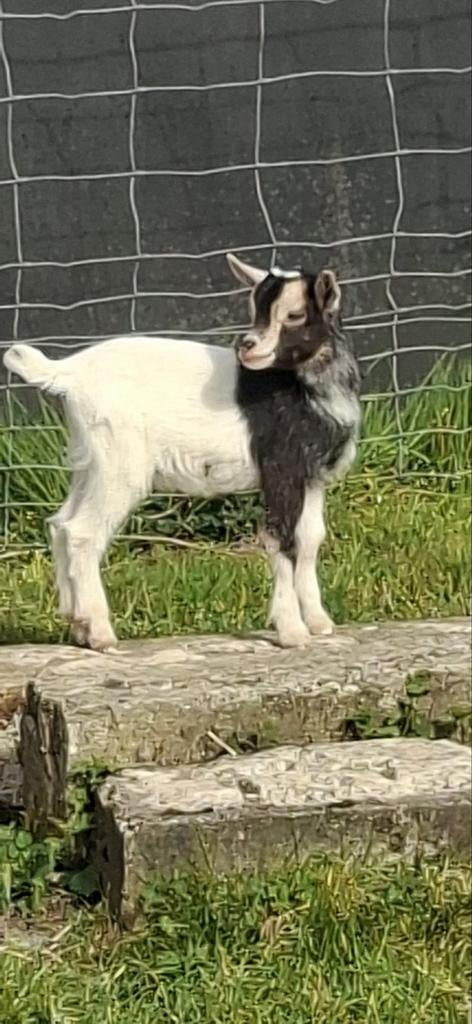 Dwerggeitjes mieke, Vrouwelijk, Geit