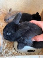 BabyKonijntjes, Dieren en Toebehoren, Konijnen, Geslacht onbekend, Groot