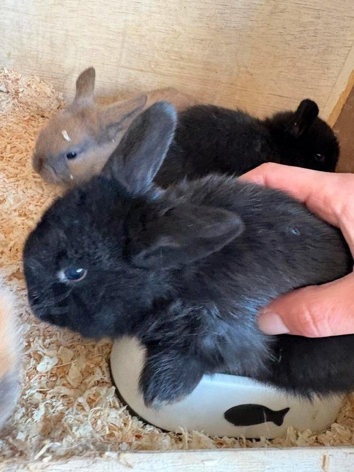 BabyKonijntjes, Animaux & Accessoires, Lapins, Grand, Sexe inconnu