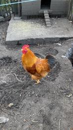 2 hanen raszuiver: 1 Barnevelder en 1 New Hampshire 10€/stuk, Poule ou poulet