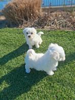 Maltezer pups, Bichon maltais, 8 à 15 semaines, Plusieurs, Éleveur | Loisir