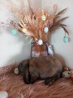 Franse hangoor, Femelle, Grand, Oreilles tombantes, 0 à 2 ans