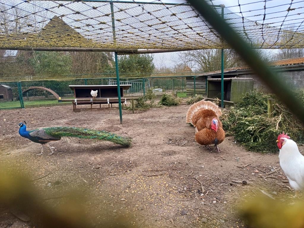 Kalkoen broedeieren, Dieren en Toebehoren, Kalkoen