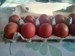 Broedeieren Marans blauw en zwart koperhals