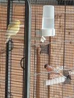 Grote vogelkooi met kanaries., Dieren en Toebehoren, Vogels | Kanaries