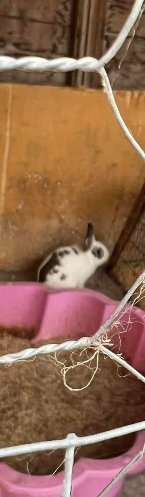 Dwergkonijn, Animaux & Accessoires, Rongeurs, Mars, Mâle, Autres types