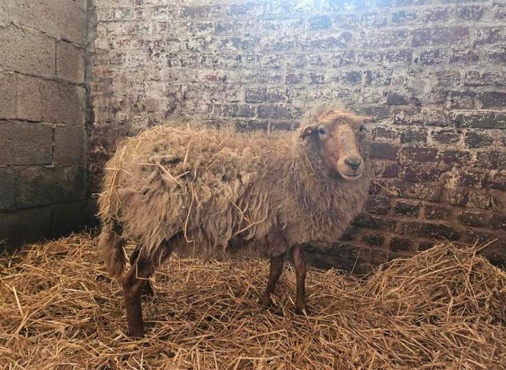 Gratis schapen op te halen, Dieren en Toebehoren, Schapen, Geiten en Varkens