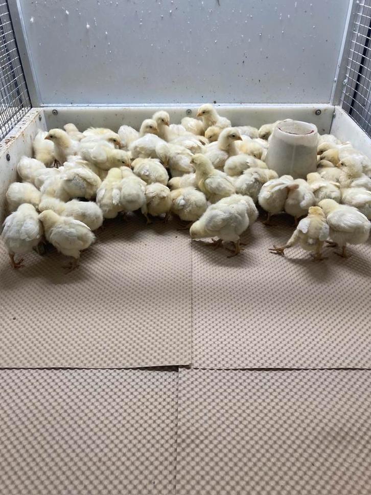 Kuikens poule de bresse, Dieren en Toebehoren, Pluimvee, Kip, Geslacht onbekend