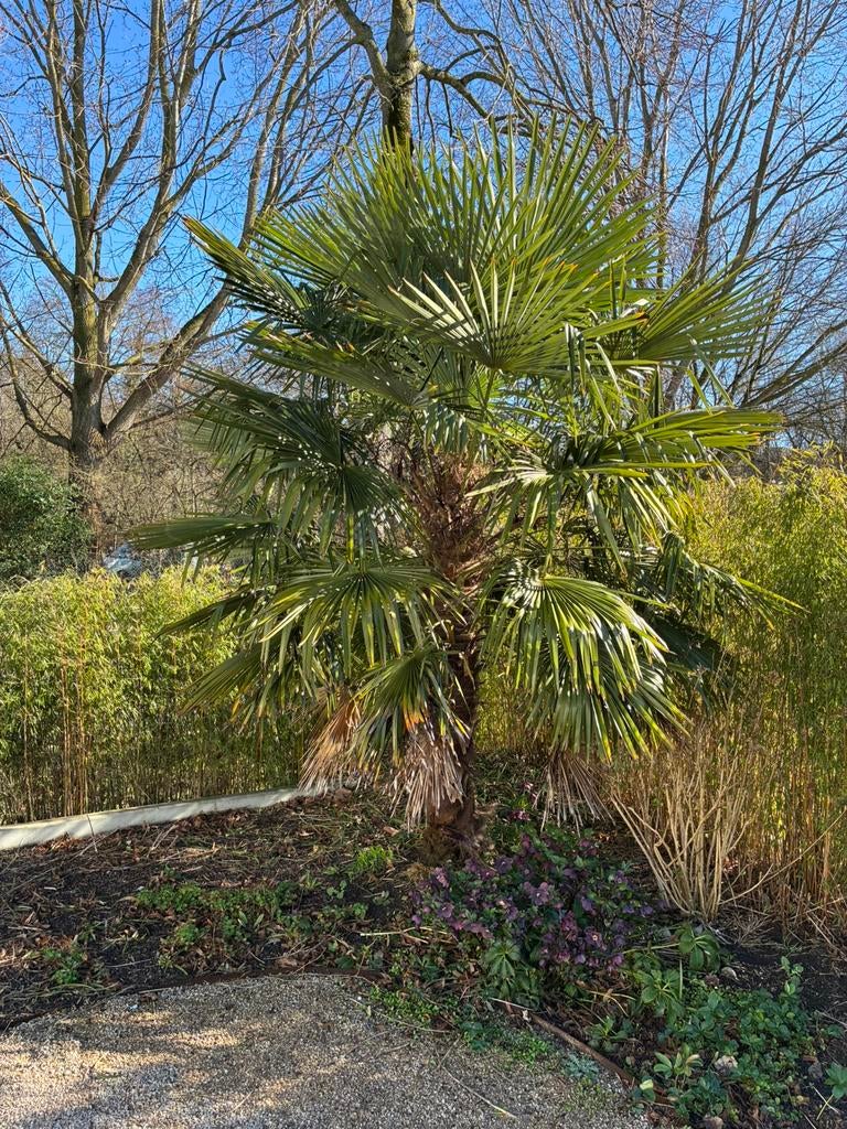 Palmboom, Tuin en Terras, Planten | Bomen, Ophalen, Halfschaduw, Palmboom, 100 tot 250 cm