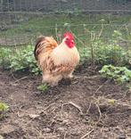 Erg mooie cochin kriel haan van aug vorg jaar, Mâle, Poule ou poulet