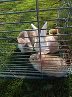 Vlaamse reuzen te koop, Dieren en Toebehoren, Konijnen, Meerdere dieren, Groot, 0 tot 2 jaar