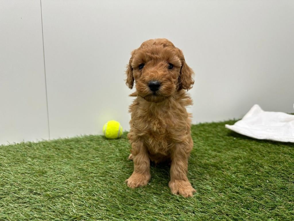 Portée de chiots Caniches nains, Caniche, Plusieurs, Hépatite contagieuse (maladie de Rubarth), Belgique